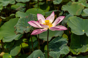 Close-up of a beautiful pink lotus flower in a pond.