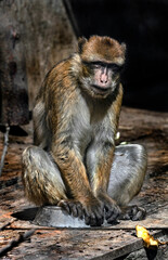 Barbary macaque sitting on the dish. Latin name - Macaca sylvanus	
