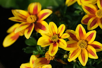 Naklejka premium Bidens ferulifolia plants in garden