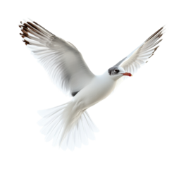 Seagull in flight over animal nature isolated on transparent background
