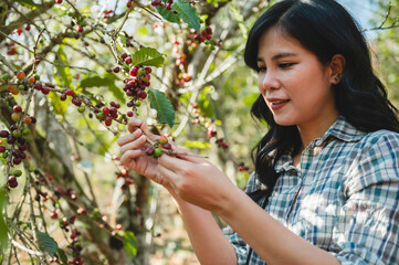 woman is picking fruit from a tree