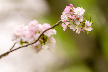Sacura Blossom Flowers Pink on a blurred background