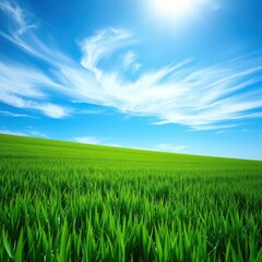 Fototapeta premium Vast green field stretches to a brilliant blue sky, rural, color, scenic