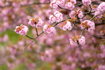 Sacura Blossom Flowers Pink on a blurred background