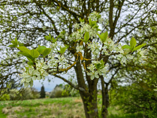 delicate branch with white blossoms and fresh green leaves stands out against a backdrop of trees and grassy fields on a cloudy spring day