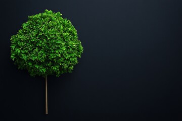 Isolated on a black background, a vibrant green parsley sprig is captured in a detailed closeup shot as fresh herb food