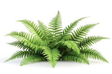 3D Visualization of a Fern with Lush Green Leaves, Isolated on White Background