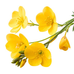 Obraz premium Watercolor Yellow flowers isolated on transparent background