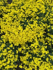 Blooming basket-of-gold flowering plant