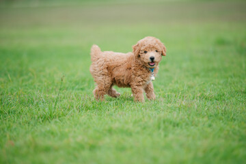 Playful puppy exploring green field outdoor adventure cute animal photography natural setting