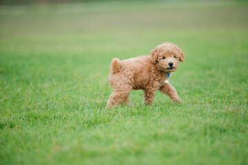Playful puppy exploring green field outdoor setting pet photography natural environment close-up view