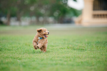 Playful puppy running in a park outdoor environment lighthearted scene bright day