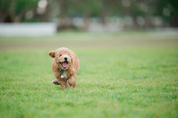 Playful dog running in a park outdoor environment animal photography joyful moment