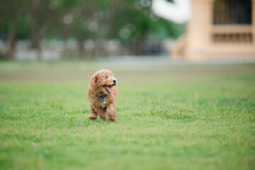 Fototapeta premium Playful puppy running in a park outdoor animal photography lush green environment joyful scene