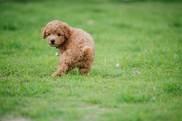 Playful puppy exploring green grass field outdoor setting portrait style adorable canine concept