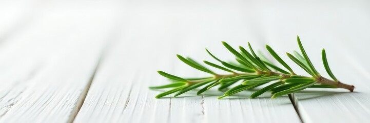 Fototapeta premium A delicate sprig of rosemary isolated against a bright white surface, wood, nature