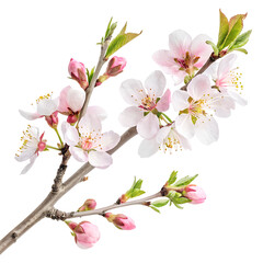 Watercolor pink cherry blossom isolated on transparent background 