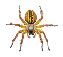 Obraz premium Captivating spider natural habitat study isolated on transparent background
