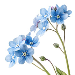 Fototapeta premium Watercolor Blue flowers isolated on transparent background