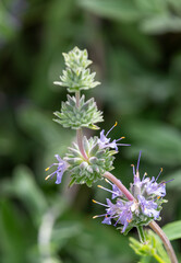 Macrophotographie de fleur sauvage - Salvia leucophylla
