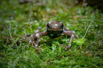 Poison dart frogs Microspot closeup