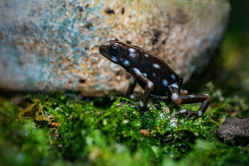 Poison dart frogs Microspot closeup