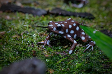 Poison dart frogs Microspot closeup