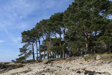 Passage sous les pins maritimes en bord de mer - Bretagne France