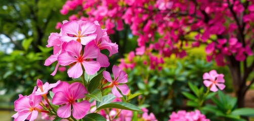 Obraz premium Pink Adenium obesum blooms dominate foreground, vibrant green foliage and flowering trees in soft-focus background, garden, macro