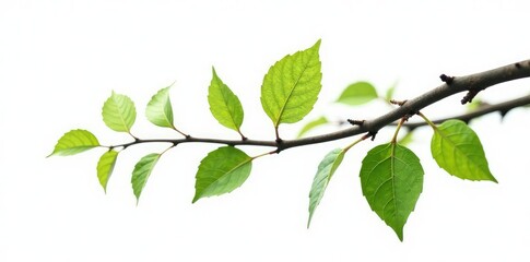 Fototapeta premium Long branch with leaves and twigs on a white background, tree, twig