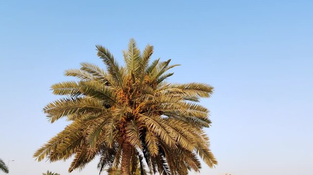 Palm Tree, View of Palm tree with Blue SKY background, Date tree or Arabic palm tree with Date on it Palm trees with Dates fruits on its, trees are Loaded with bunches of fruits Healthy food Date Plam