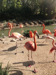flamingos in the zoo