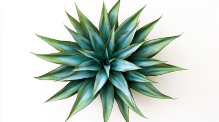 Vibrant Green Plant with Long Spiky Leaves on White Background