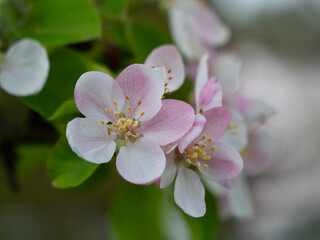 apple blossom