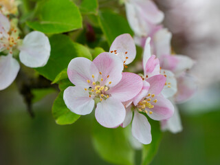 Obraz premium apple flower blossom with leaves on the apple tree