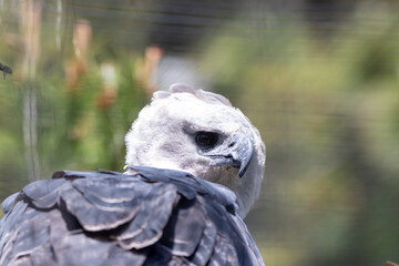 A Harpy Eagle at a local zoo