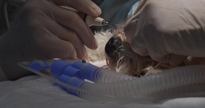 A veterinary dentist that performs a rehabilitation of the oral cavity on the dog, carefully cleansing the teeth and removing the stone under the general anesthesia for the health of the oral cavity.