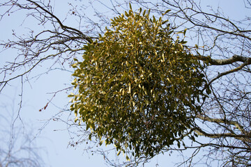 große Mistel an einer Birke