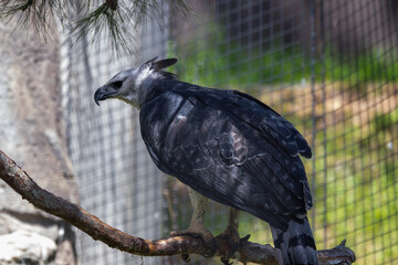 A Harpy Eagle at a local zoo