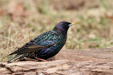 Common Starling