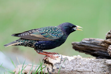 Common Starling