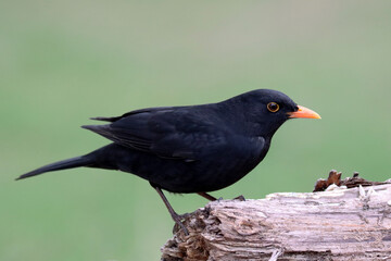 Blackbird