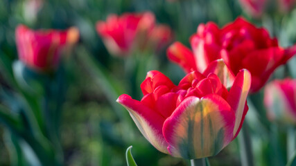 Naklejka premium Red and Yellow Tulips Blooming in the Garden