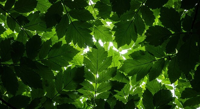 Looking up through the green leaves of a tree canopy in sunlight