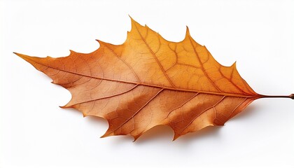 autumn leaf isolated on white