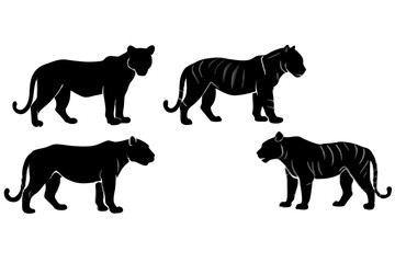 set of Tiger vector silhouette illustration isolated on white background