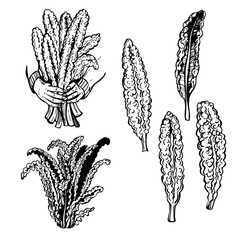 Hand-drawn Kale cabbage. Tuscan kale ,black kale or lacinato  on white background. Vector sketch illustration.