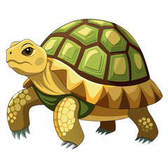 tortoise isolated vector