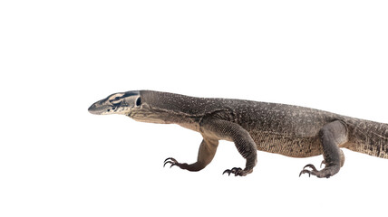 Naklejka premium Realistic Nile Monitor Lizard Walking Motion Transparent Background