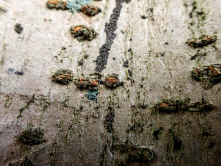 Lichen on tree bark